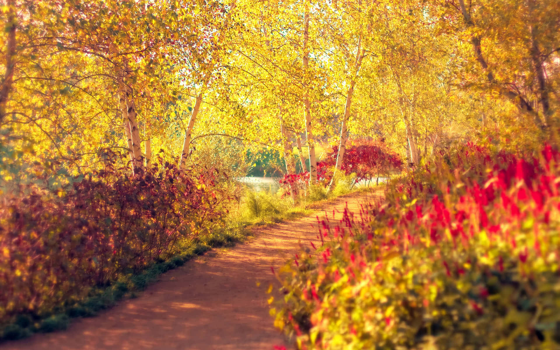 Autumnal_ Glow_ Pathway.jpg Wallpaper