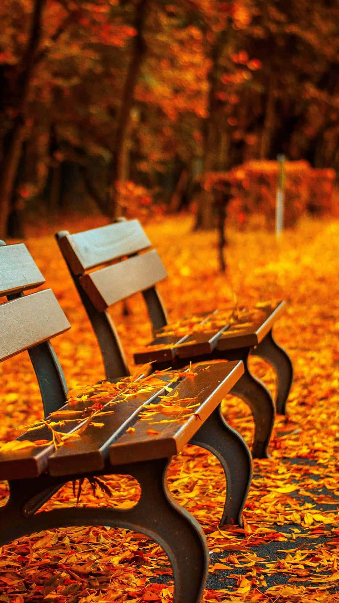 Autumnal Park Benches Wallpaper