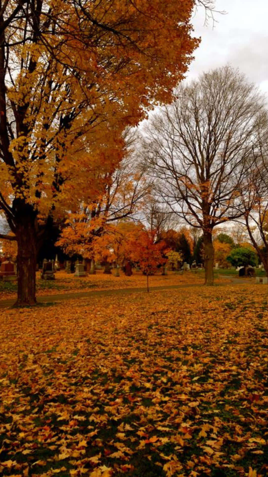 Autumnal Park Scenery Wallpaper