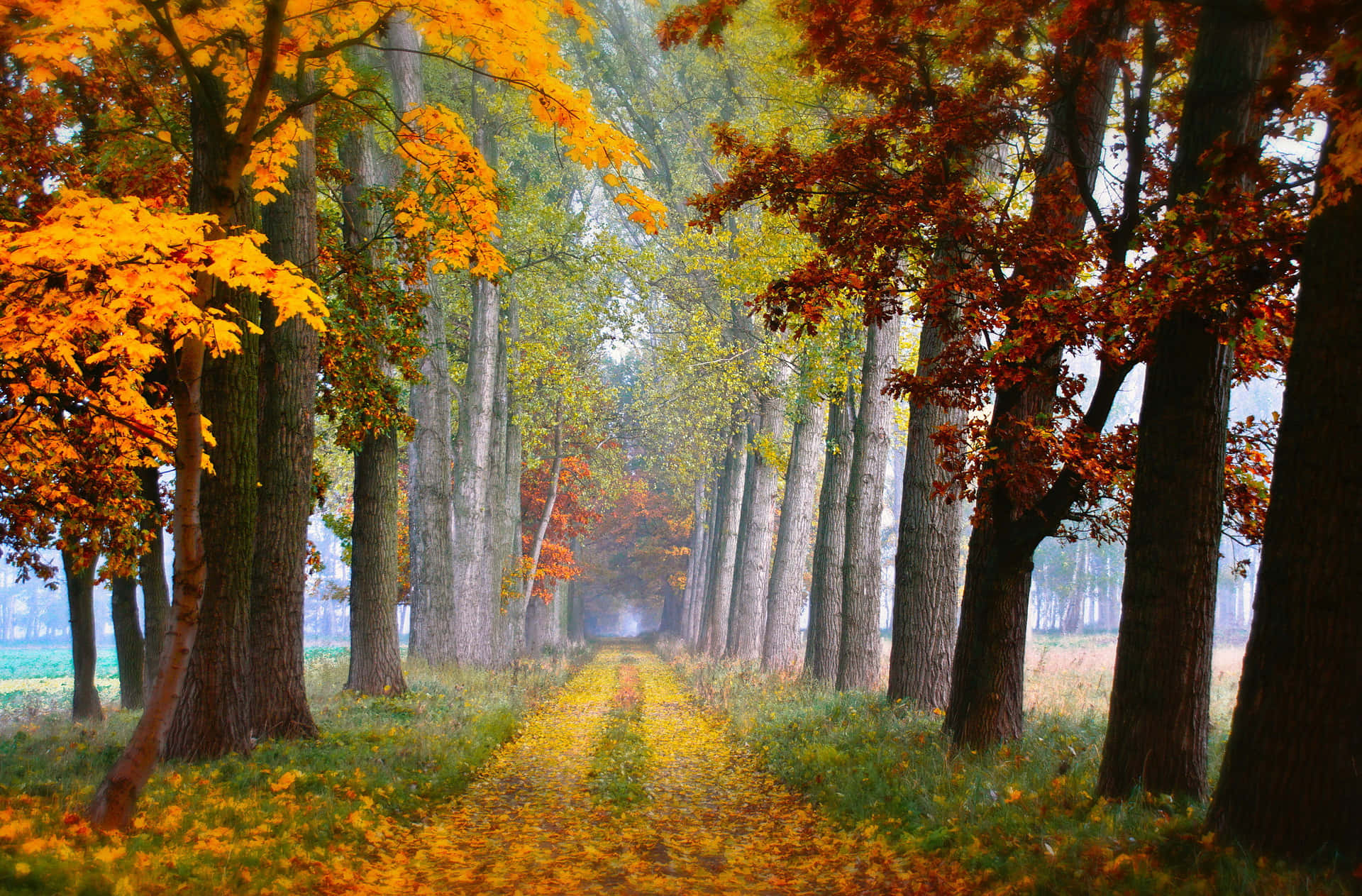 Autumnal Pathway Aesthetic.jpg Wallpaper