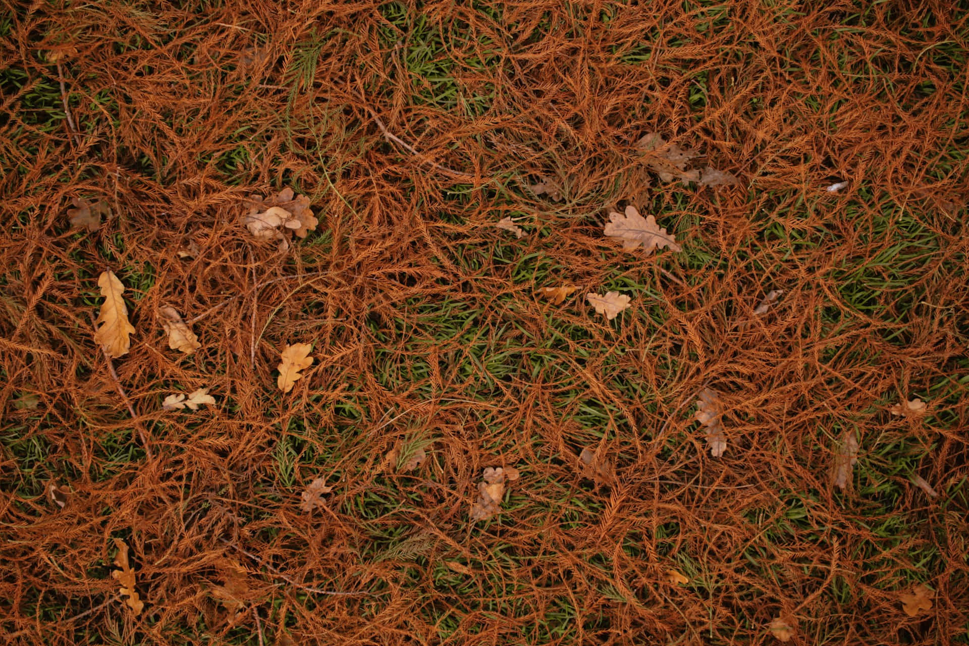 Autumnal Pine Needles Ground Cover Wallpaper