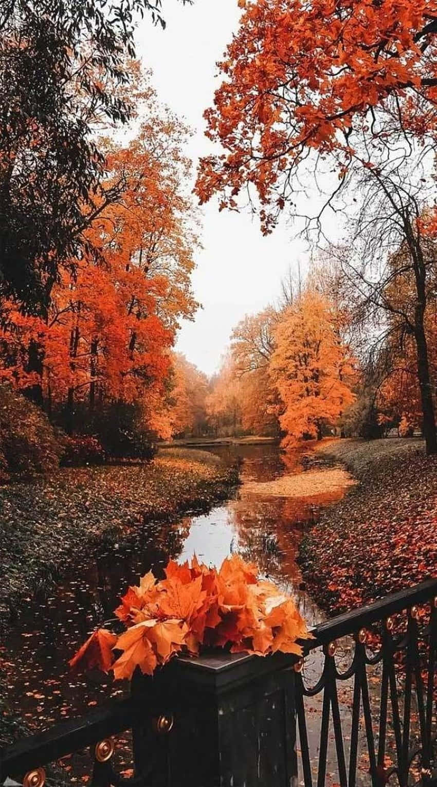 Autumnal River Walk Wallpaper