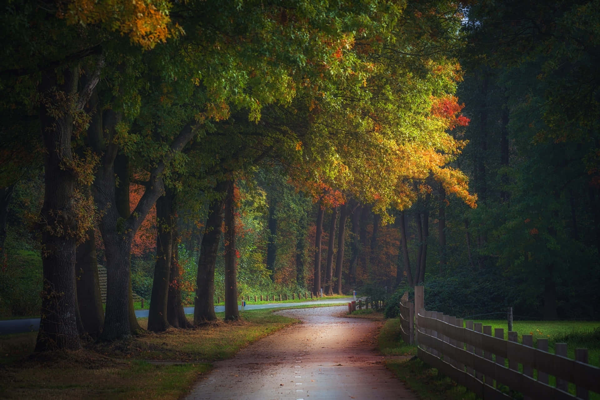 Autumnal Road Serenity Wallpaper
