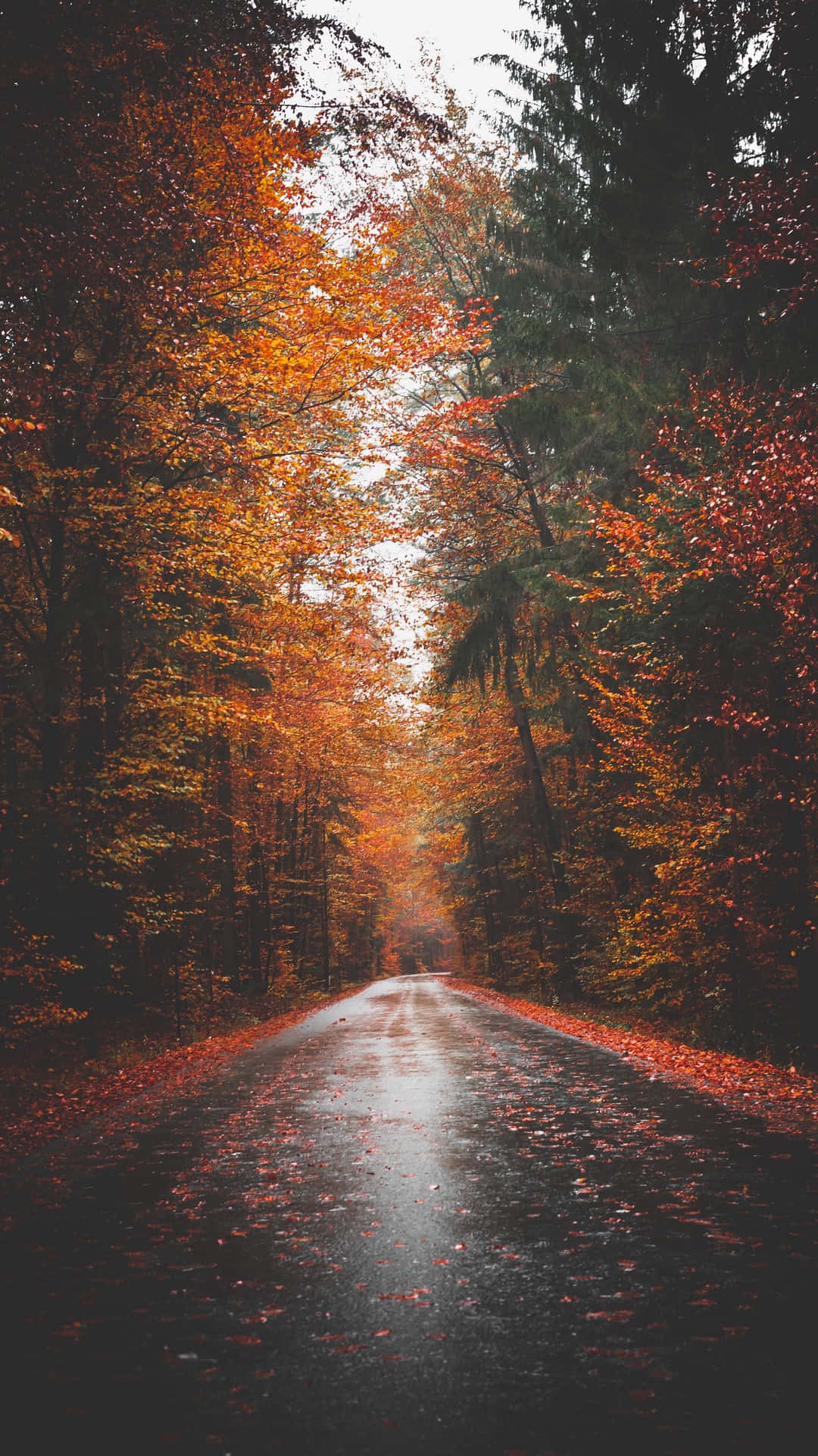 Autumnal Road Serenity.jpg Wallpaper