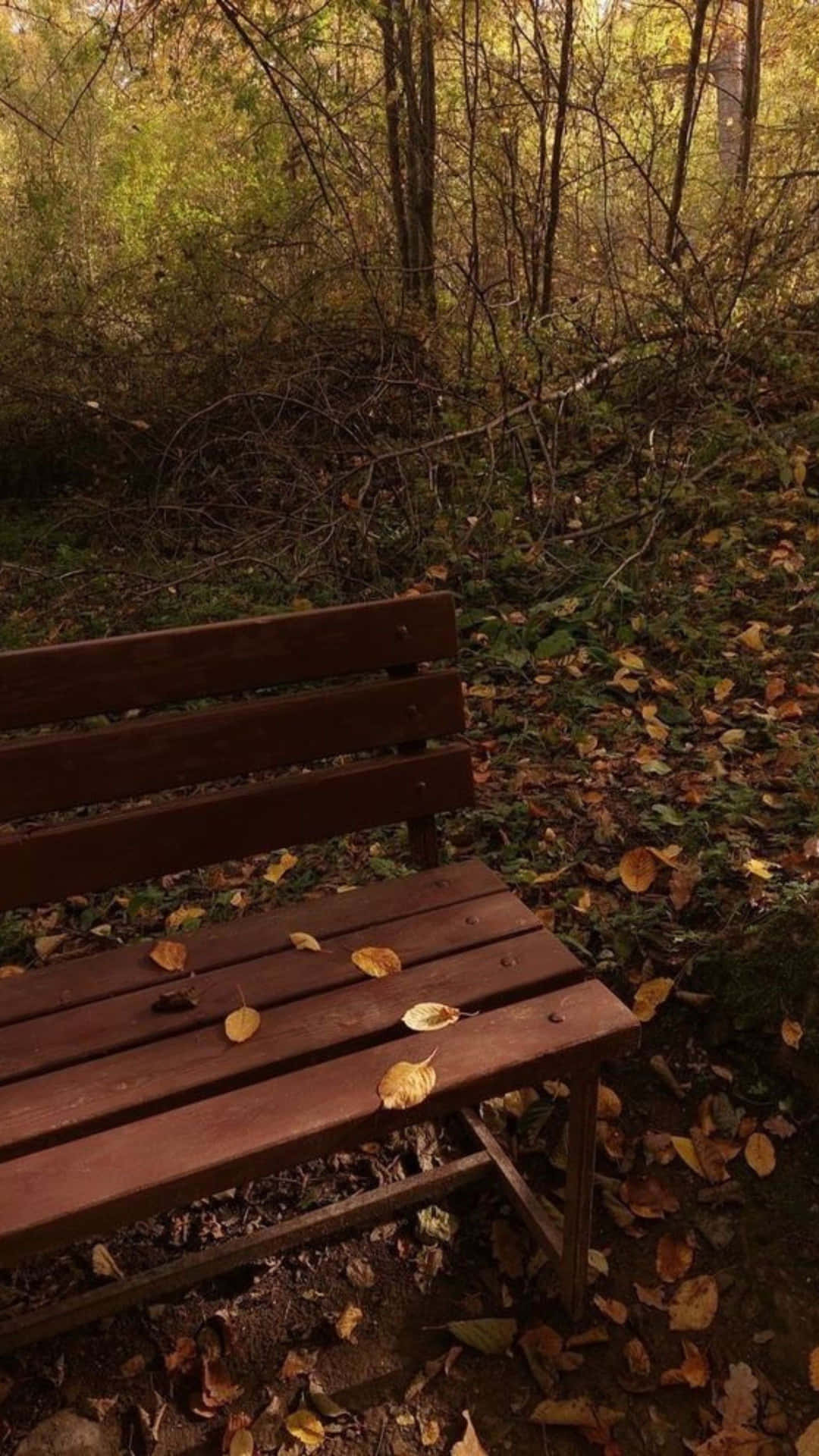 Autumnal Solitude Bench Forest Fall Leaves.jpg Wallpaper