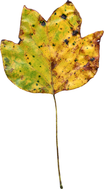 Autumnal Yellow Leaf Texture PNG