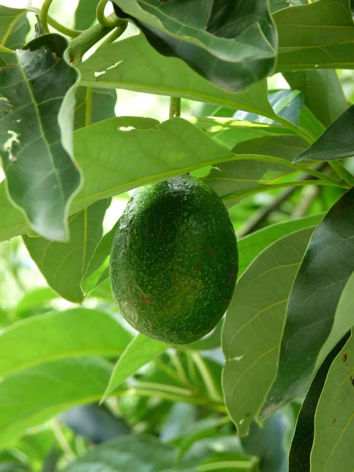 A Green Fruit On A Tree