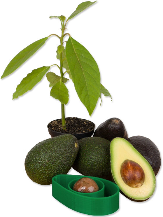 Avocado Life Cycle Progression PNG