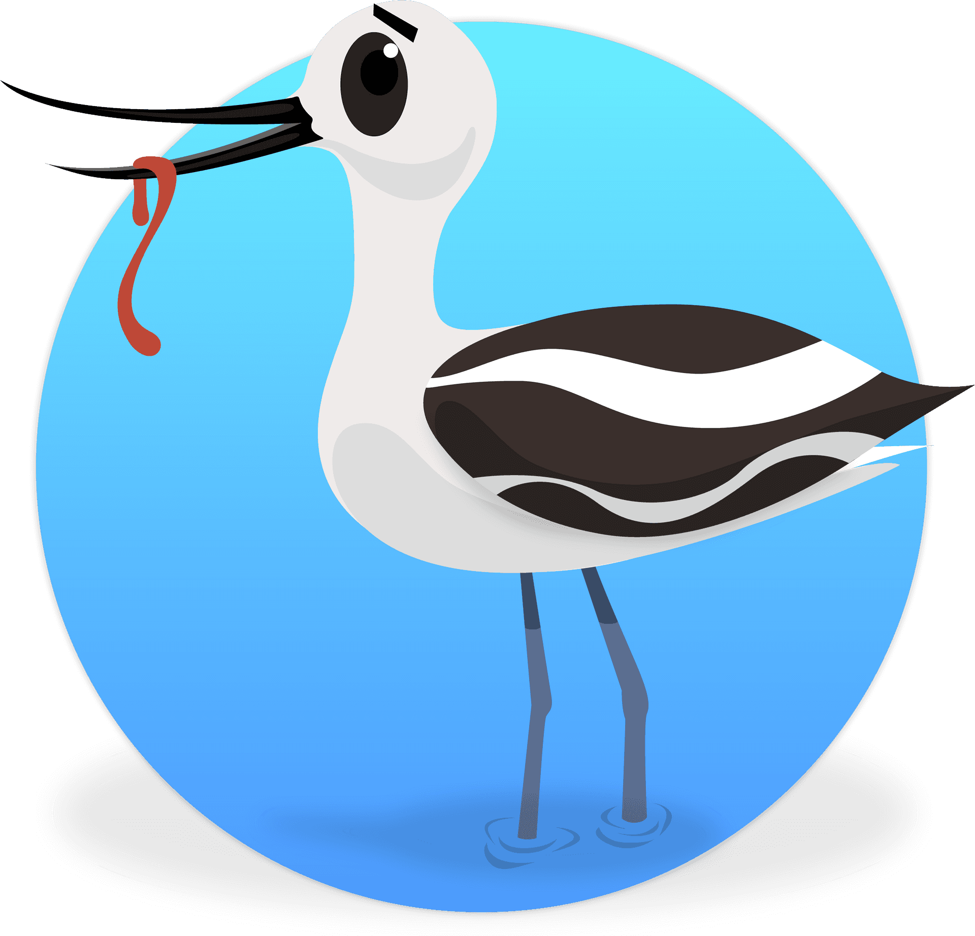 Avocet_with_ Worm_ Illustration PNG