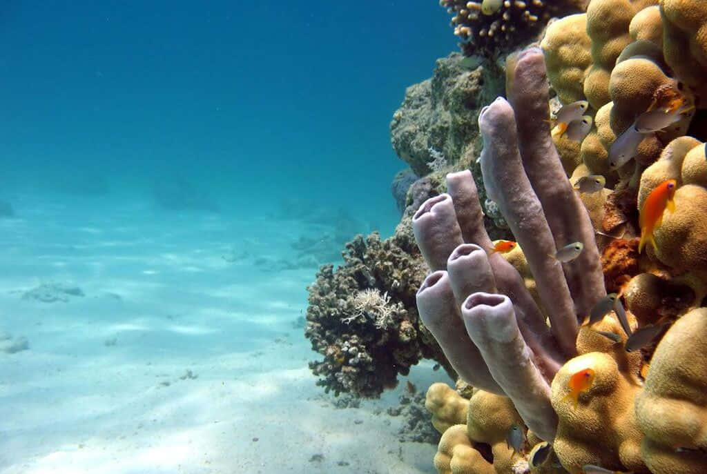 Avventurasottomarina In Un Vivace Ambiente Acquatico