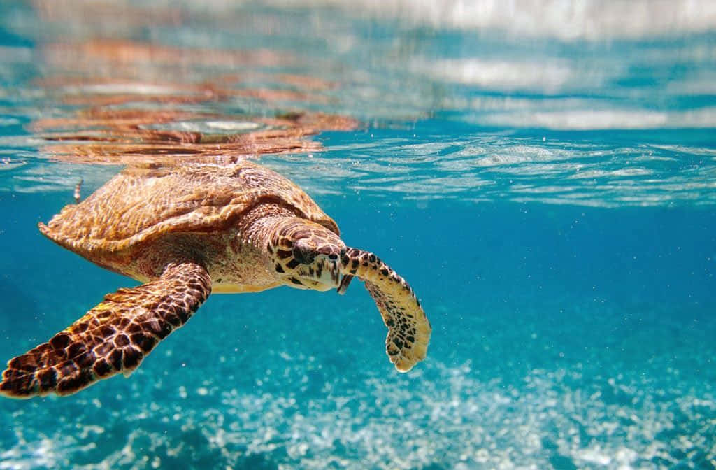 Avventurasottomarina: Scopri Un Mondo Di Bellezza Acquatica