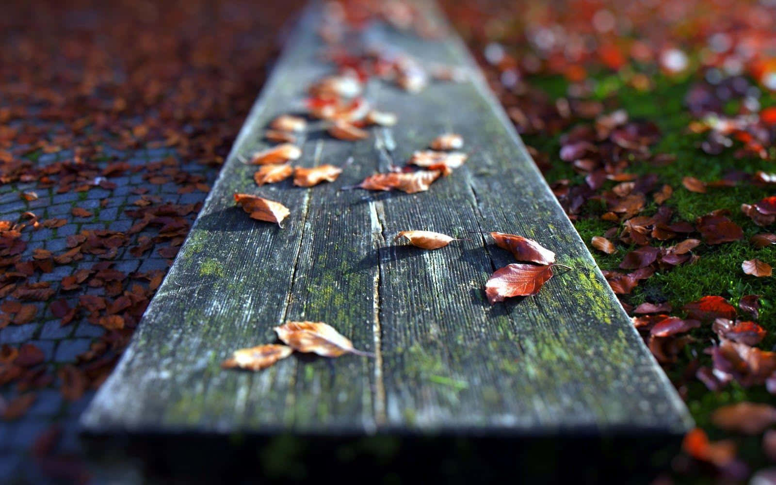 A Bench With Leaves On It