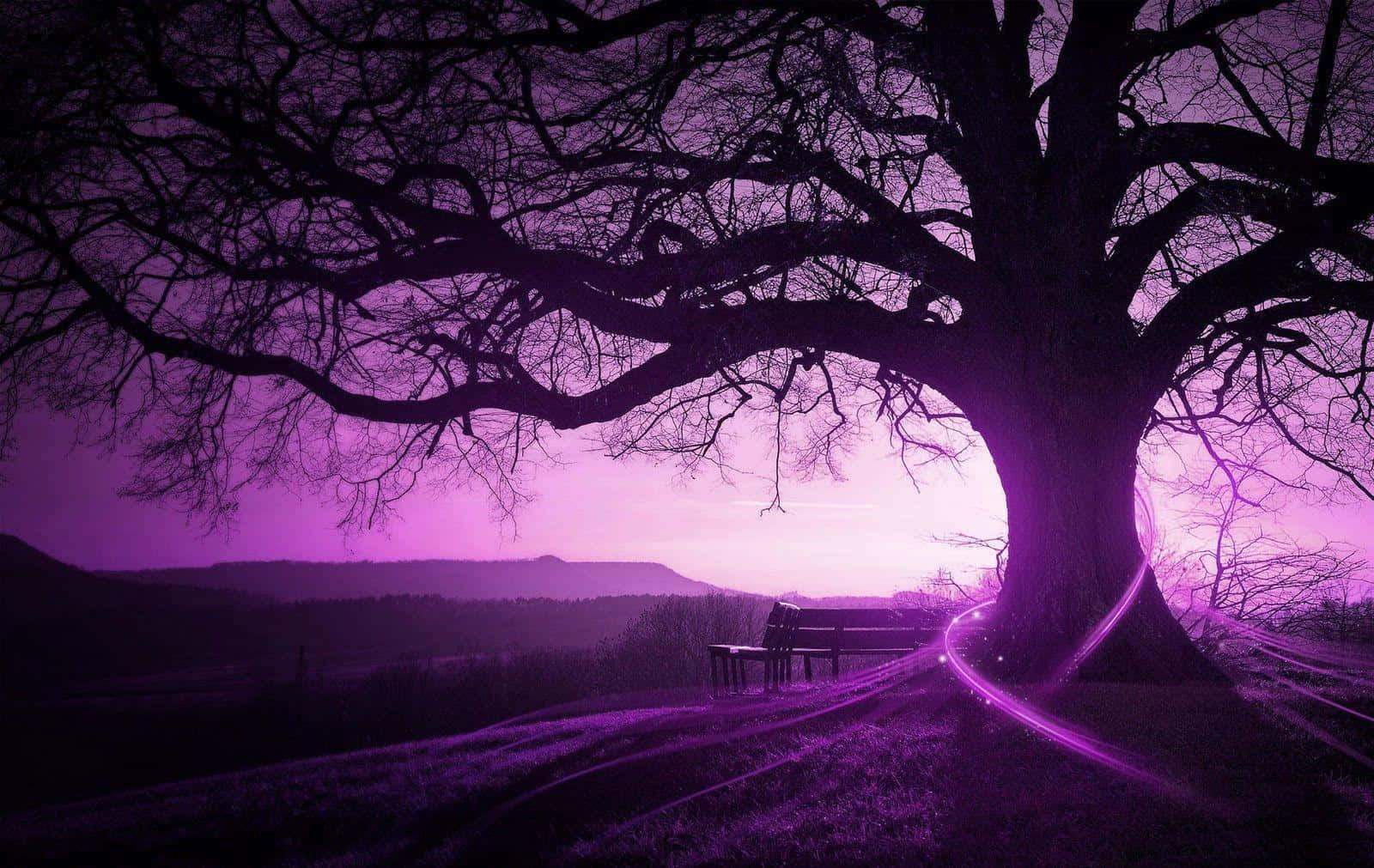 Purple Tree With A Bench In The Background