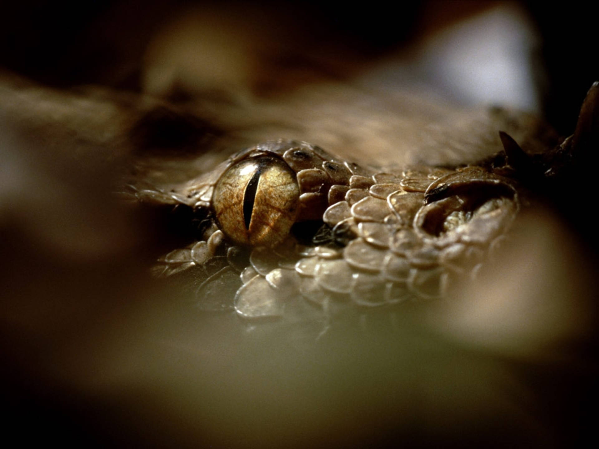 Awesome Gaboon Viper Eye Macro Shot Background
