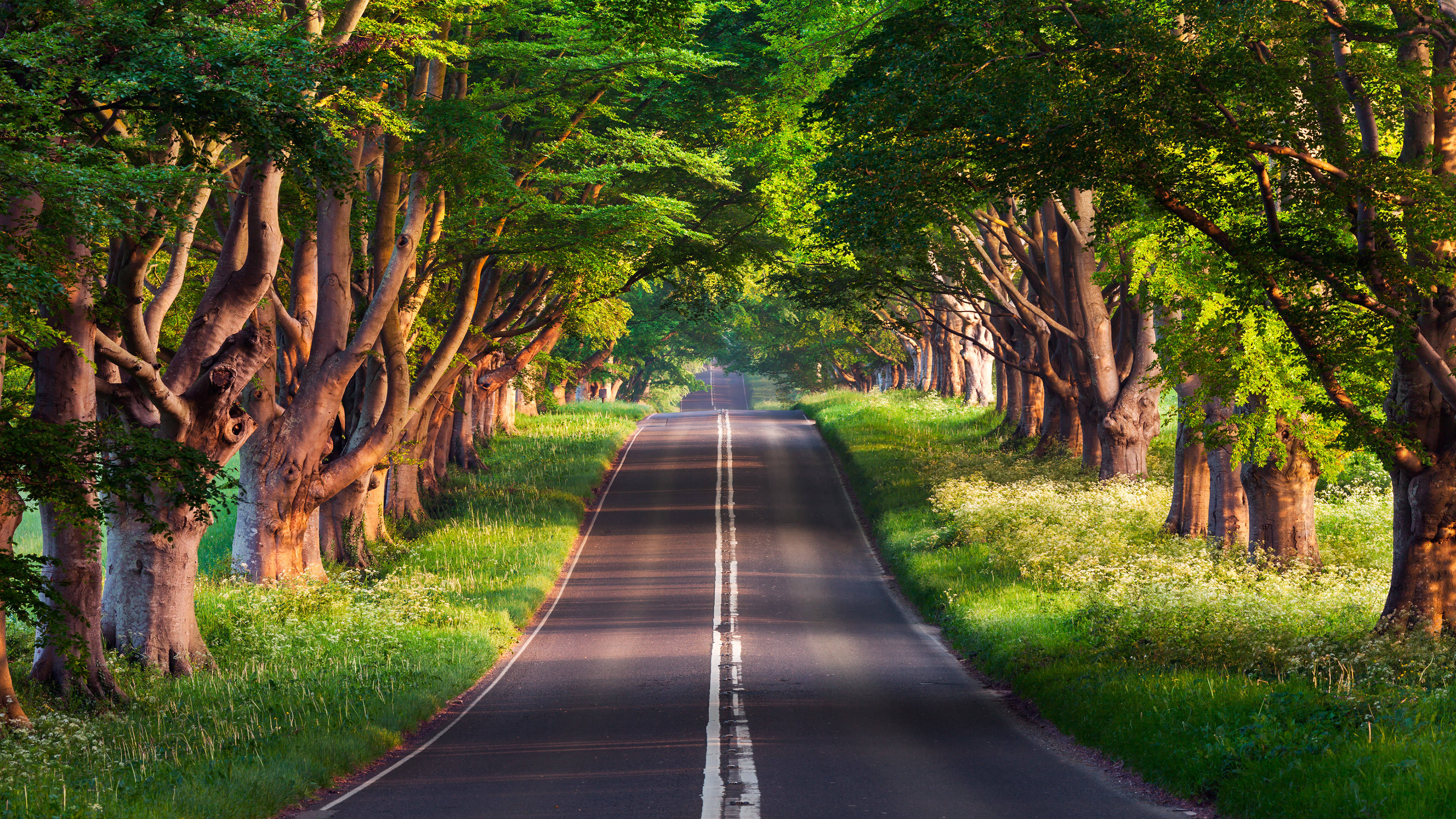 Awesome Hd Road Lined With Trees Wallpaper