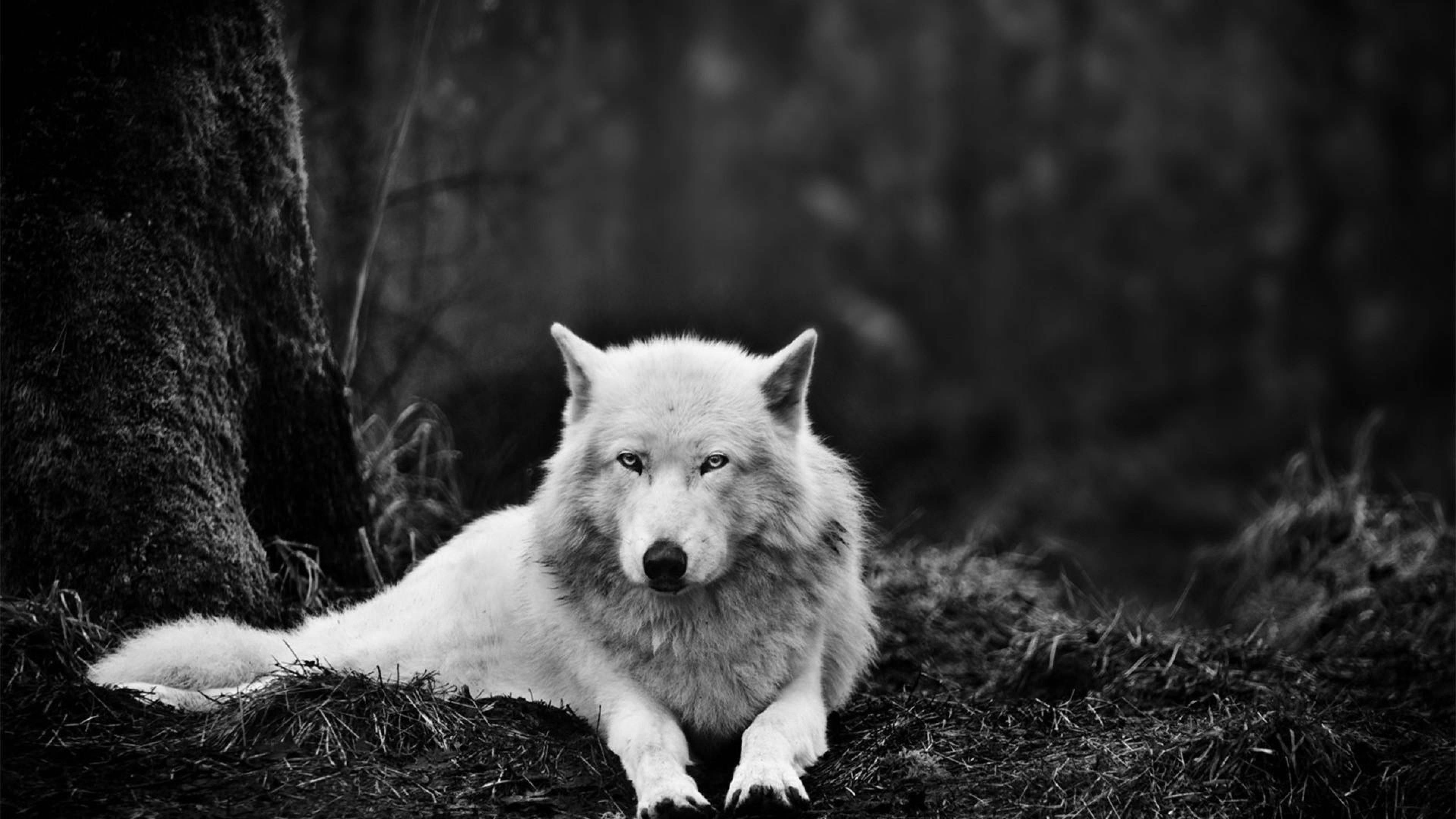 Awesome Hd White Wolf Wallpaper