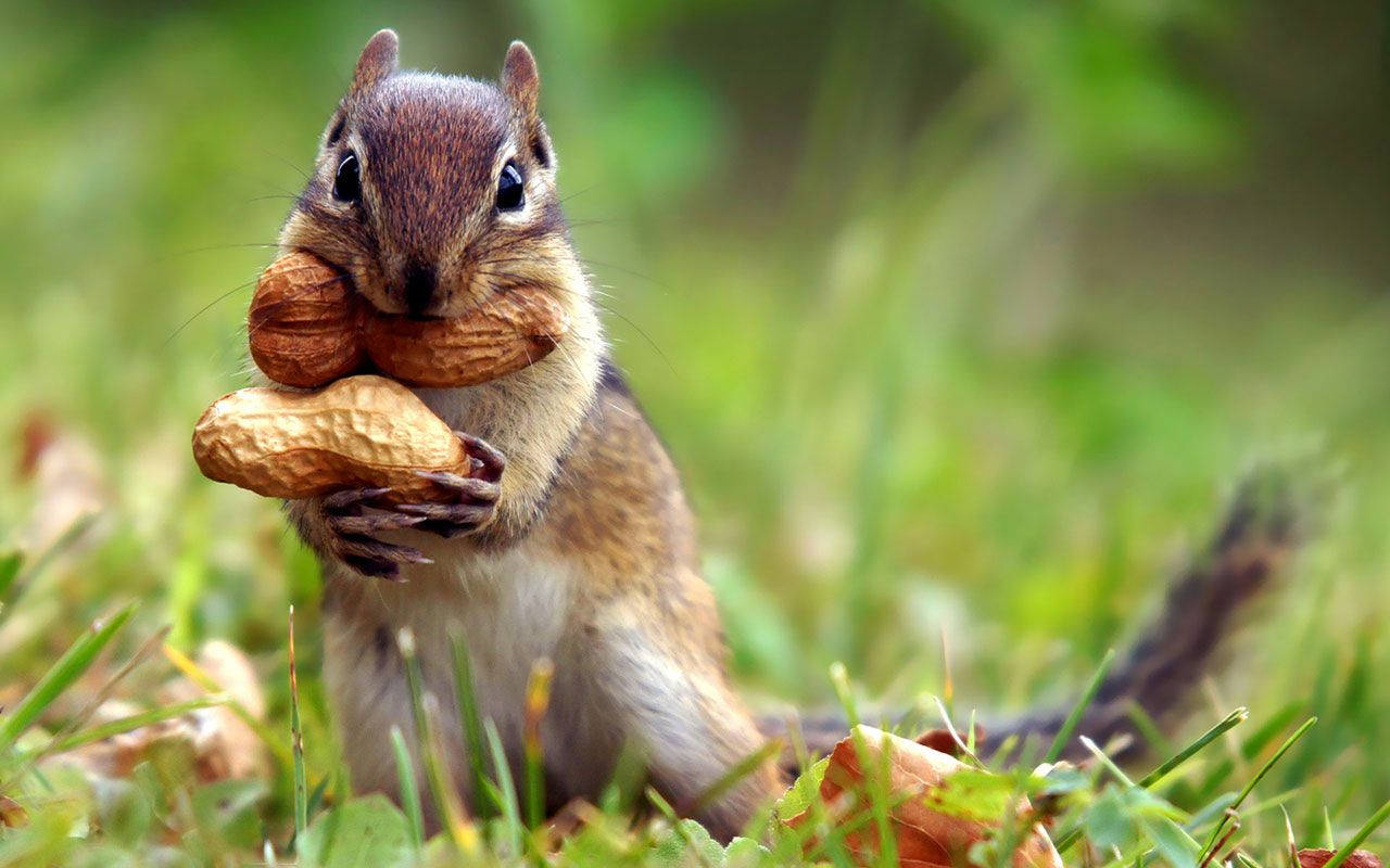 Awesome Squirrel Animal Wallpaper