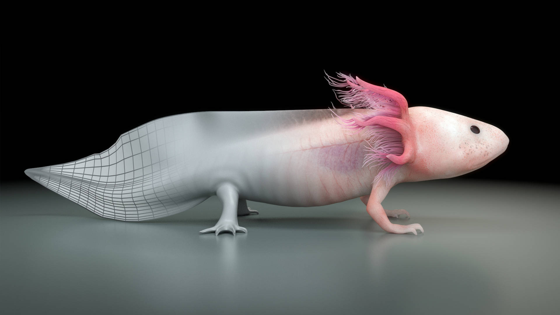 Axolotl 3D-rendering tapet: Et vævet mønster af levende farver omkranser skærmen som en sofistikeret kulisse. Wallpaper