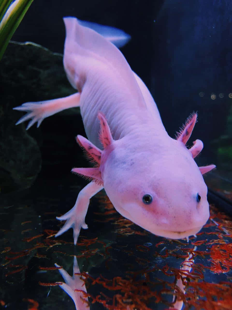 A vivid Axolotl swimming