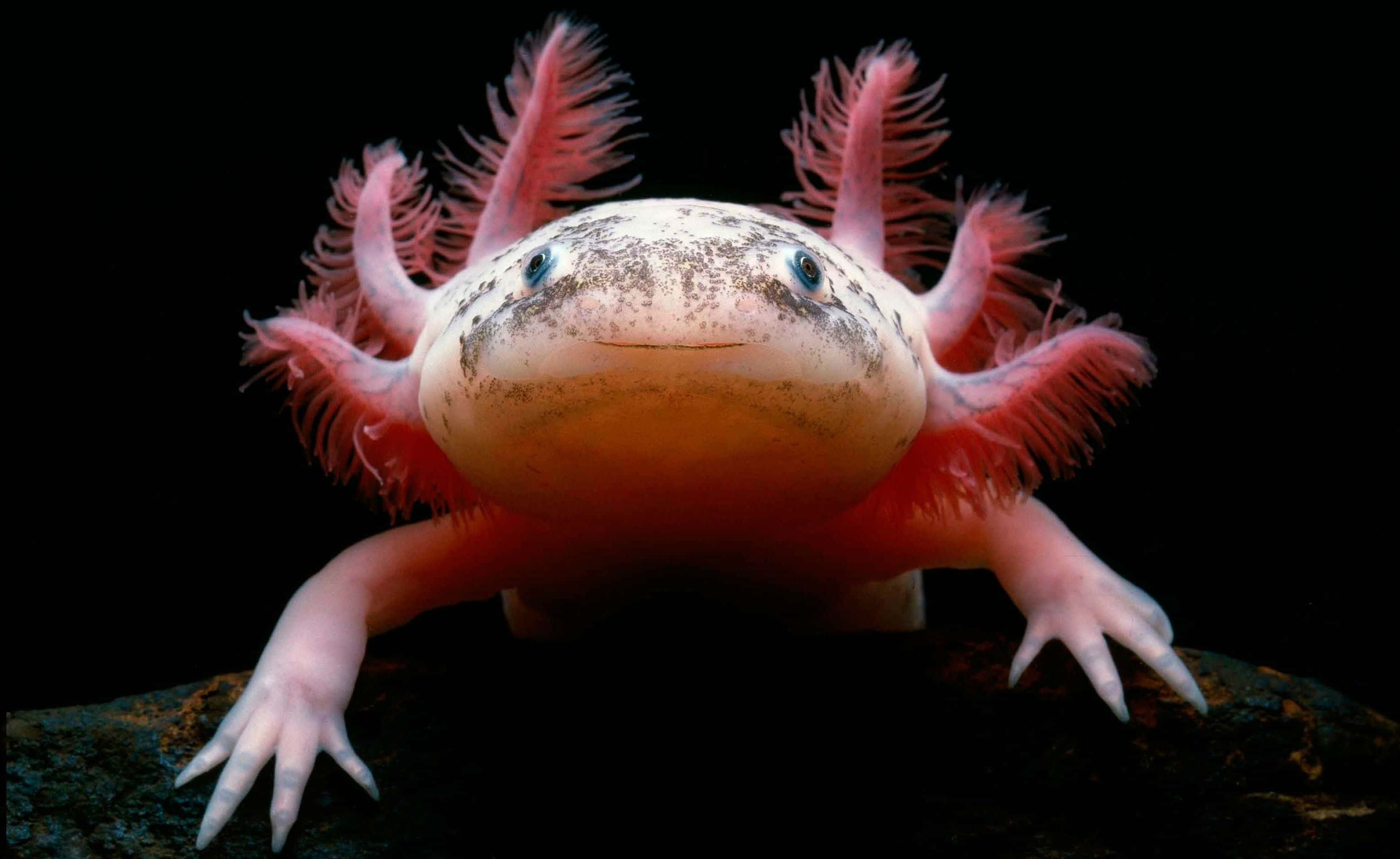 Enrosa Och Vit Axolotl Med Långt Hår