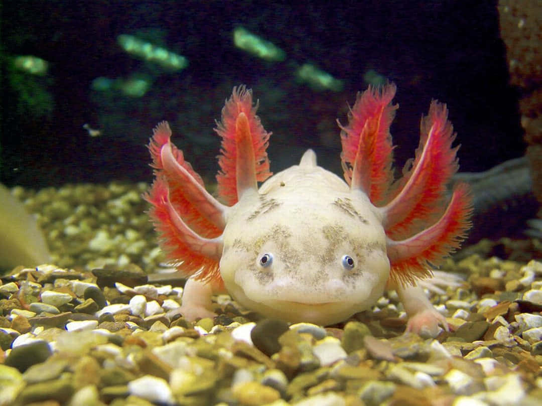 An Adorable Axolotl