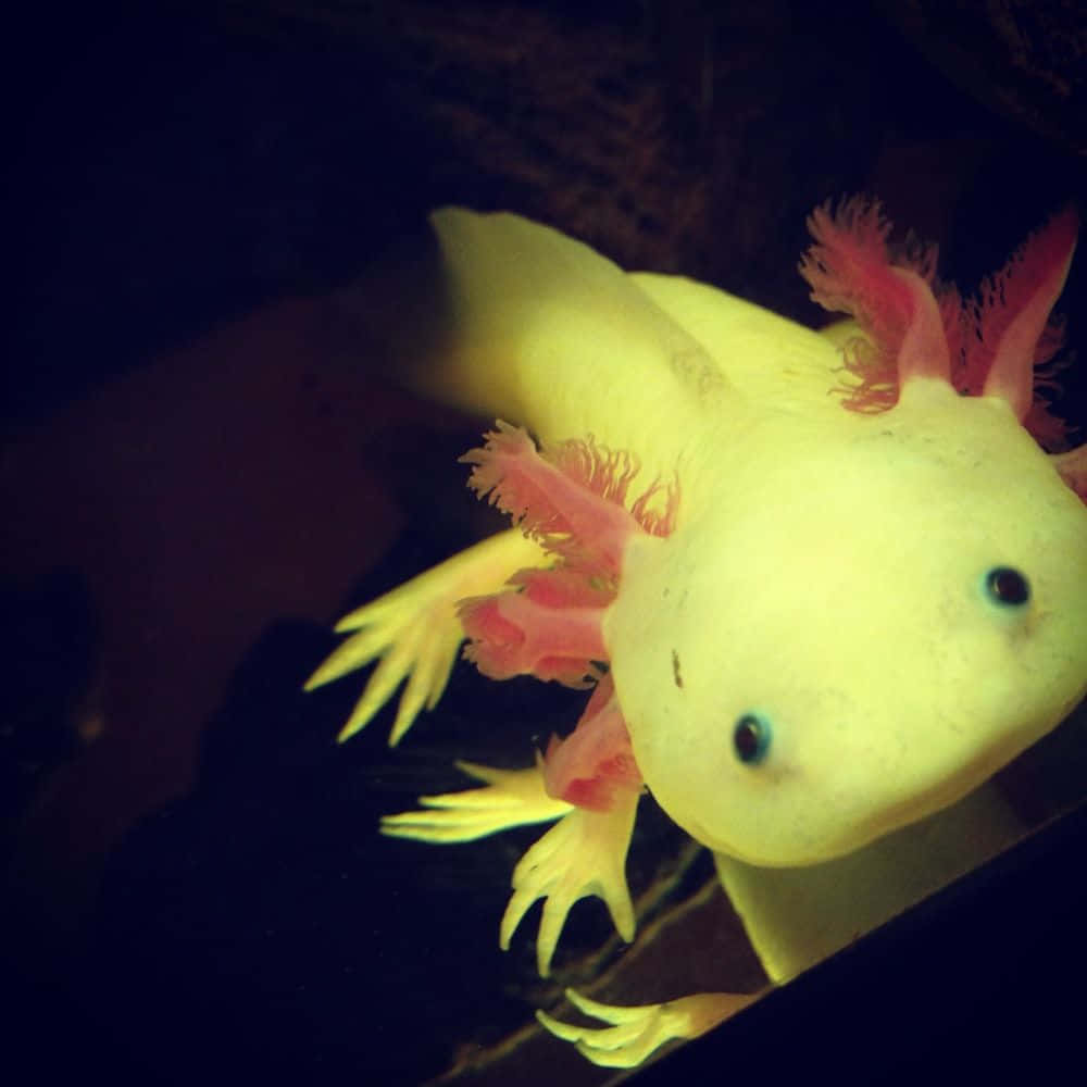 Enfantastisk Axolotl