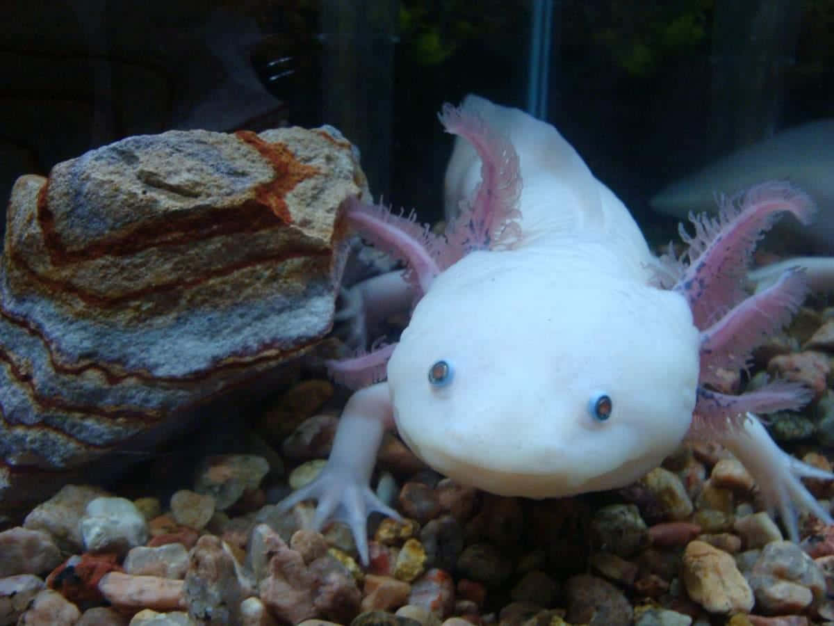 Adorable axolotl swimming in an aquarium