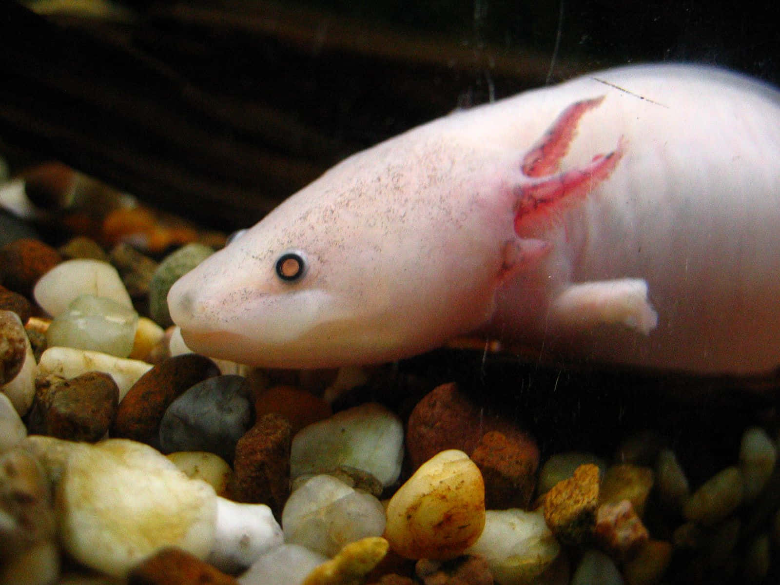 A beautiful axolotl perched on a rock in its natural environment