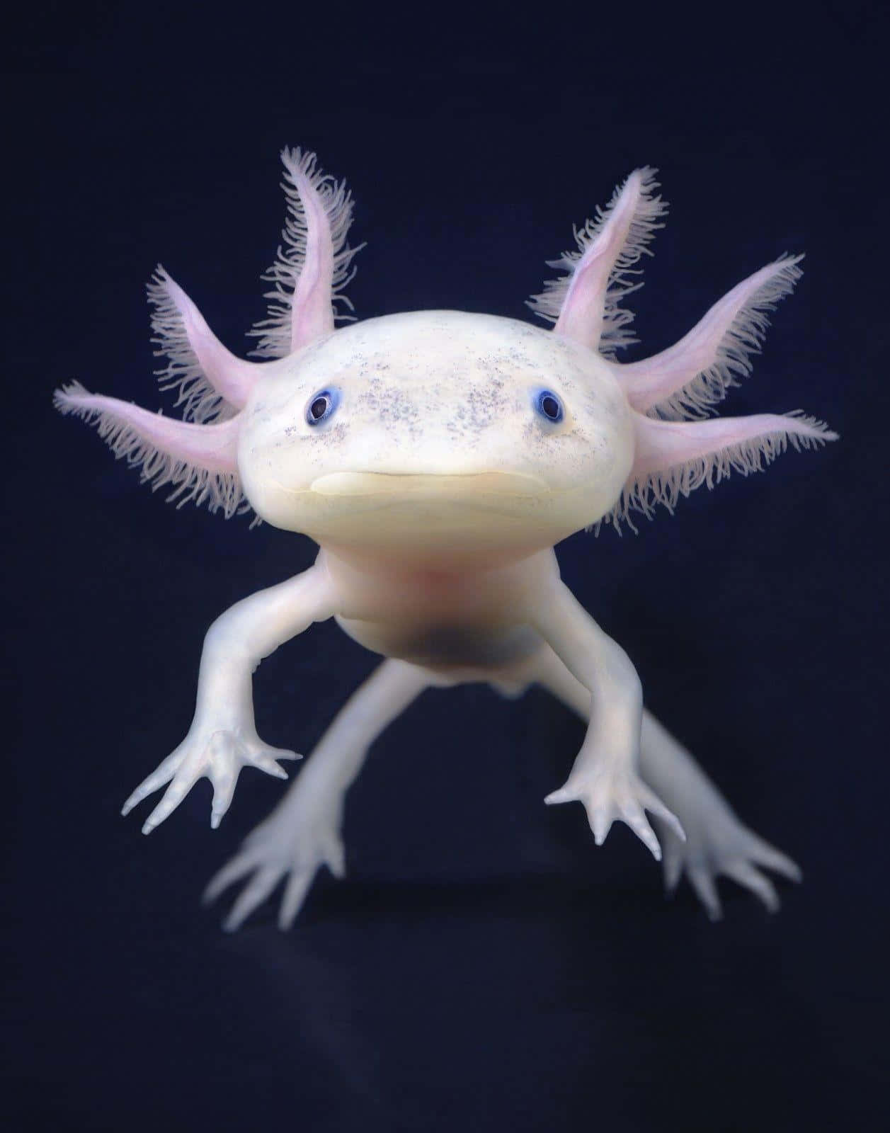 A White Axolotl With Long Legs And Long Tail