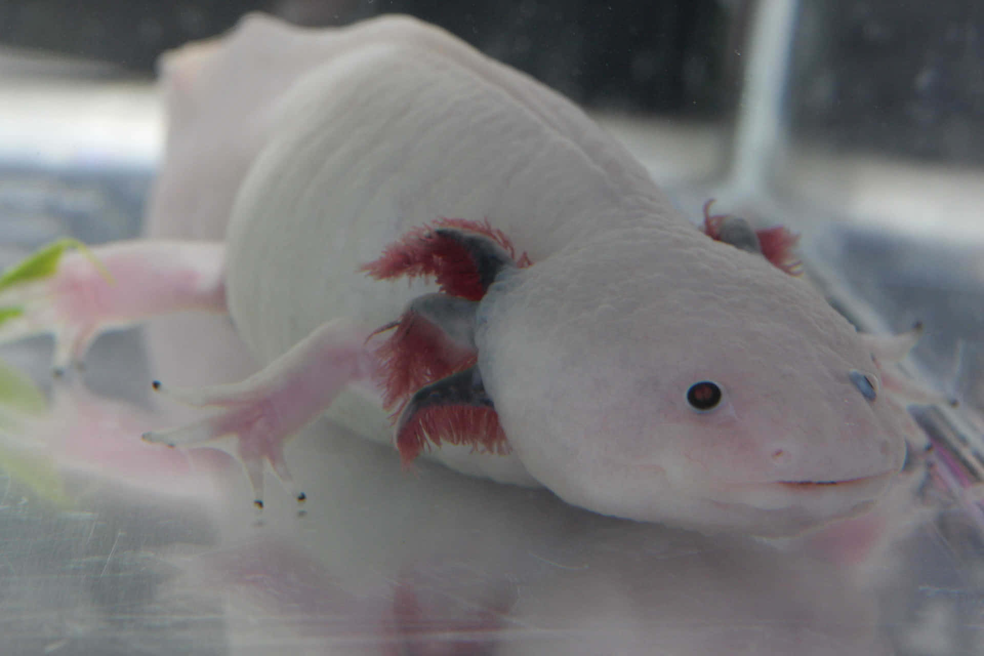 A White Axolotl With Red Eyes