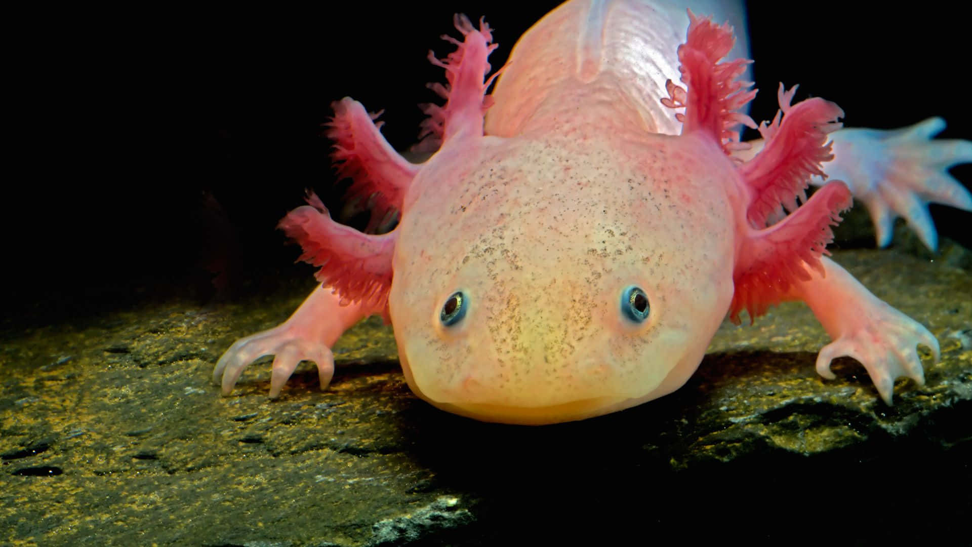An Axolotl posing for the camera