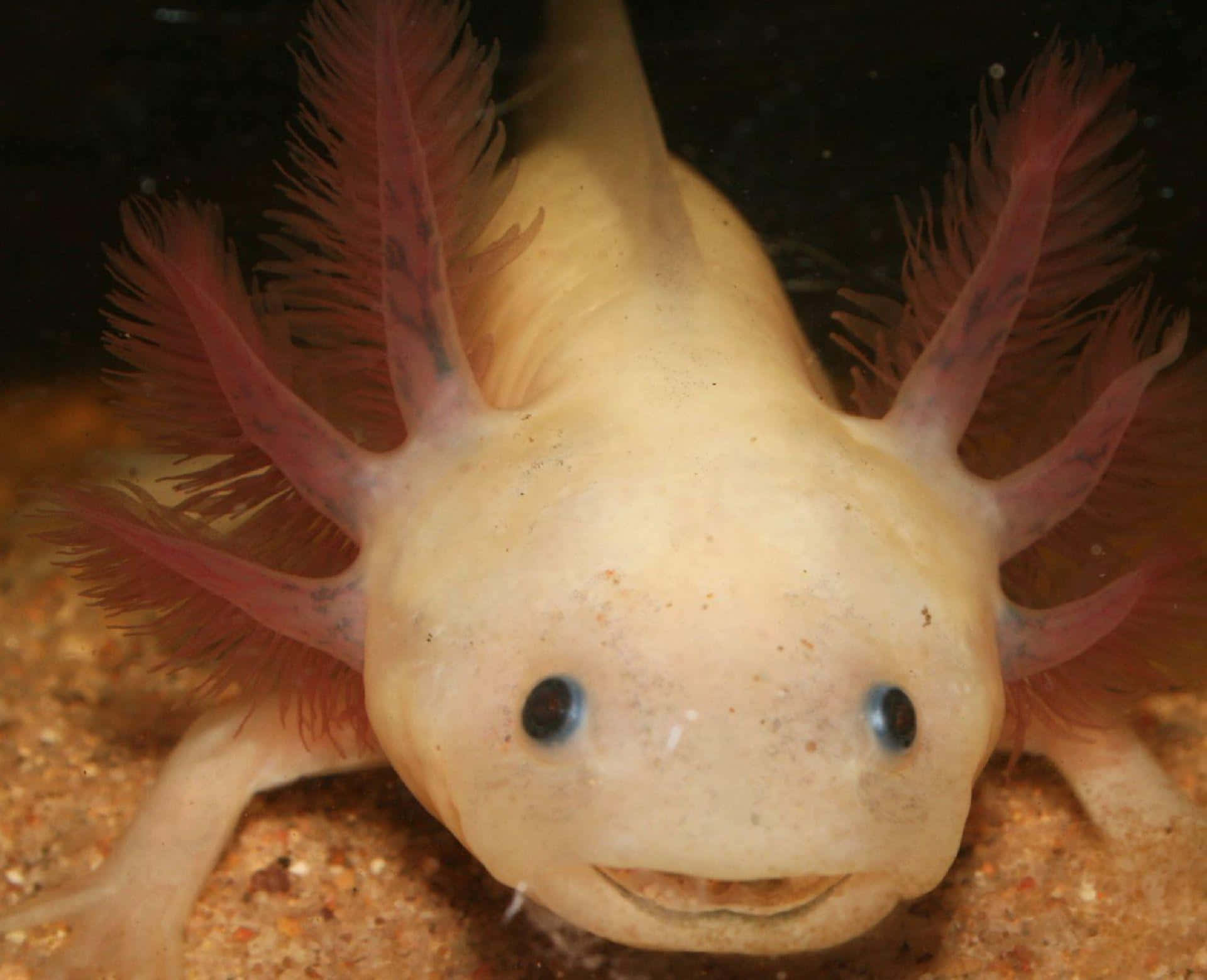 A happy axolotl smiling at you
