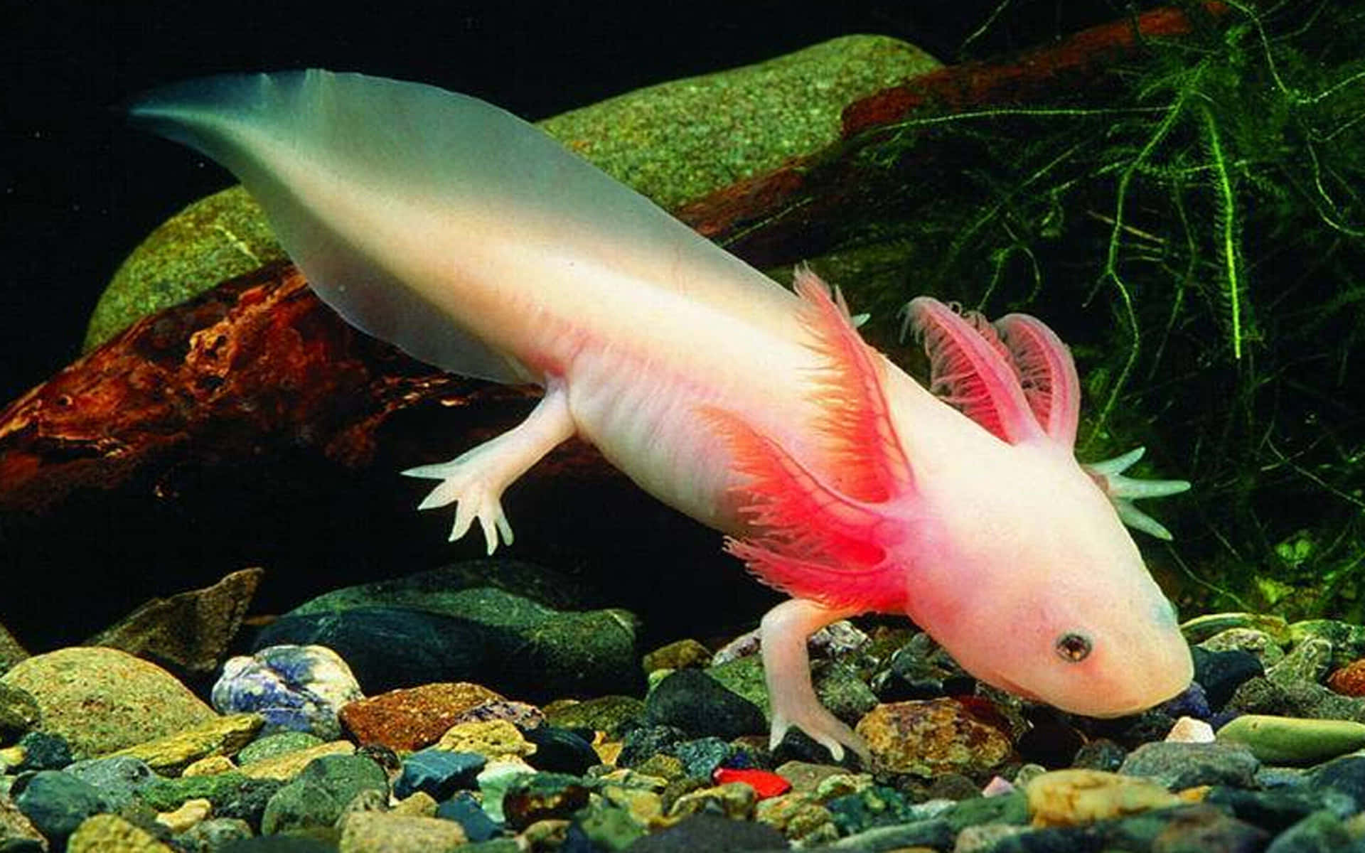 Allsmiles: Freundlicher Axolotl Schwimmt Im Aquarium