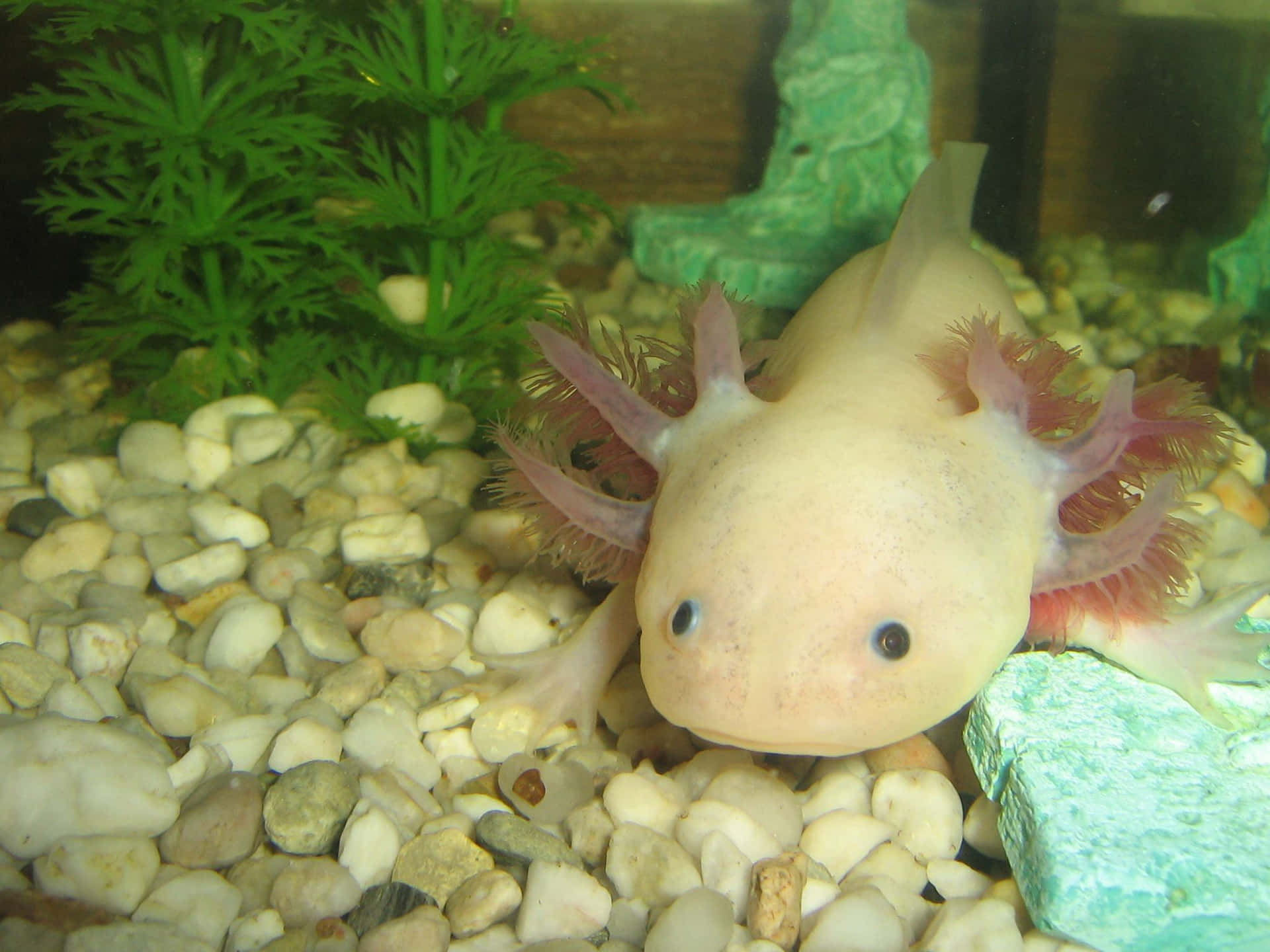 "A curious axolotl pauses in its tank."