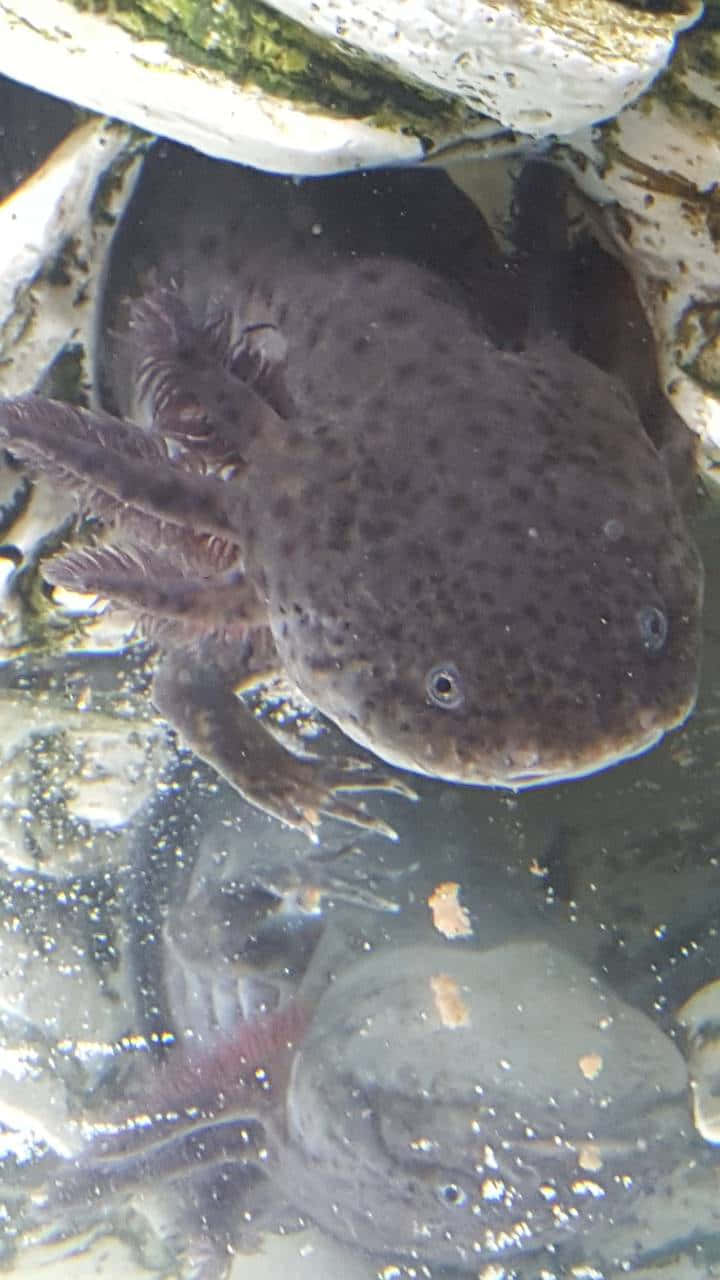 Sötöverbelastning Med Denna Axolotl