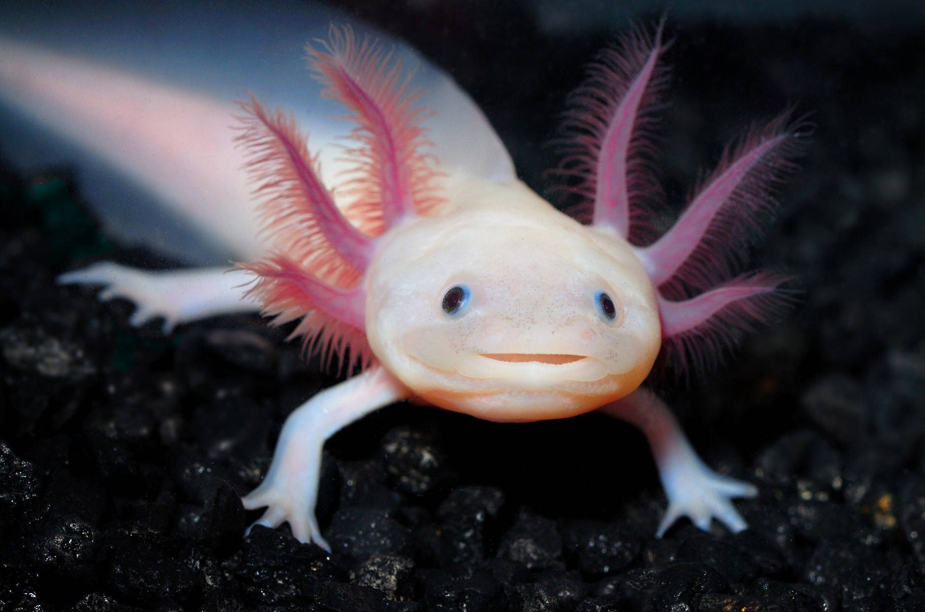 Axolotl Close-Up Photography Wallpaper
