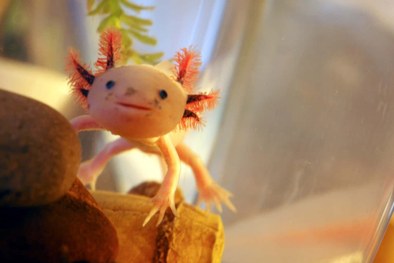 Axolotlssind Süß Und Eigenartig!