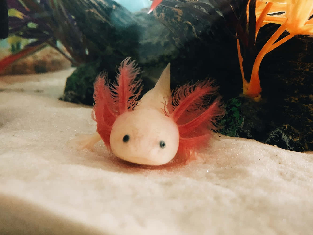 A gorgeous and unique Axolotl
