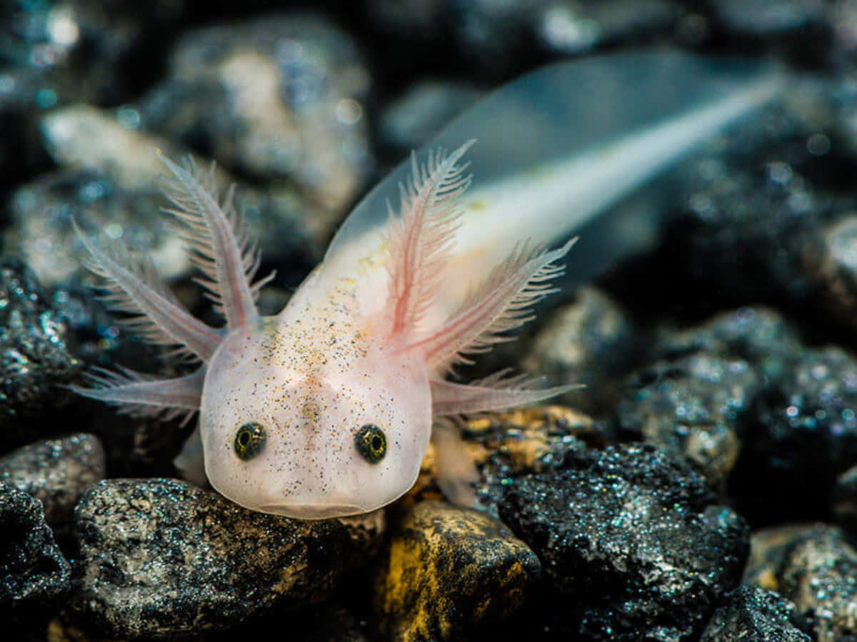 An adorable axolotl residing in its natural environment