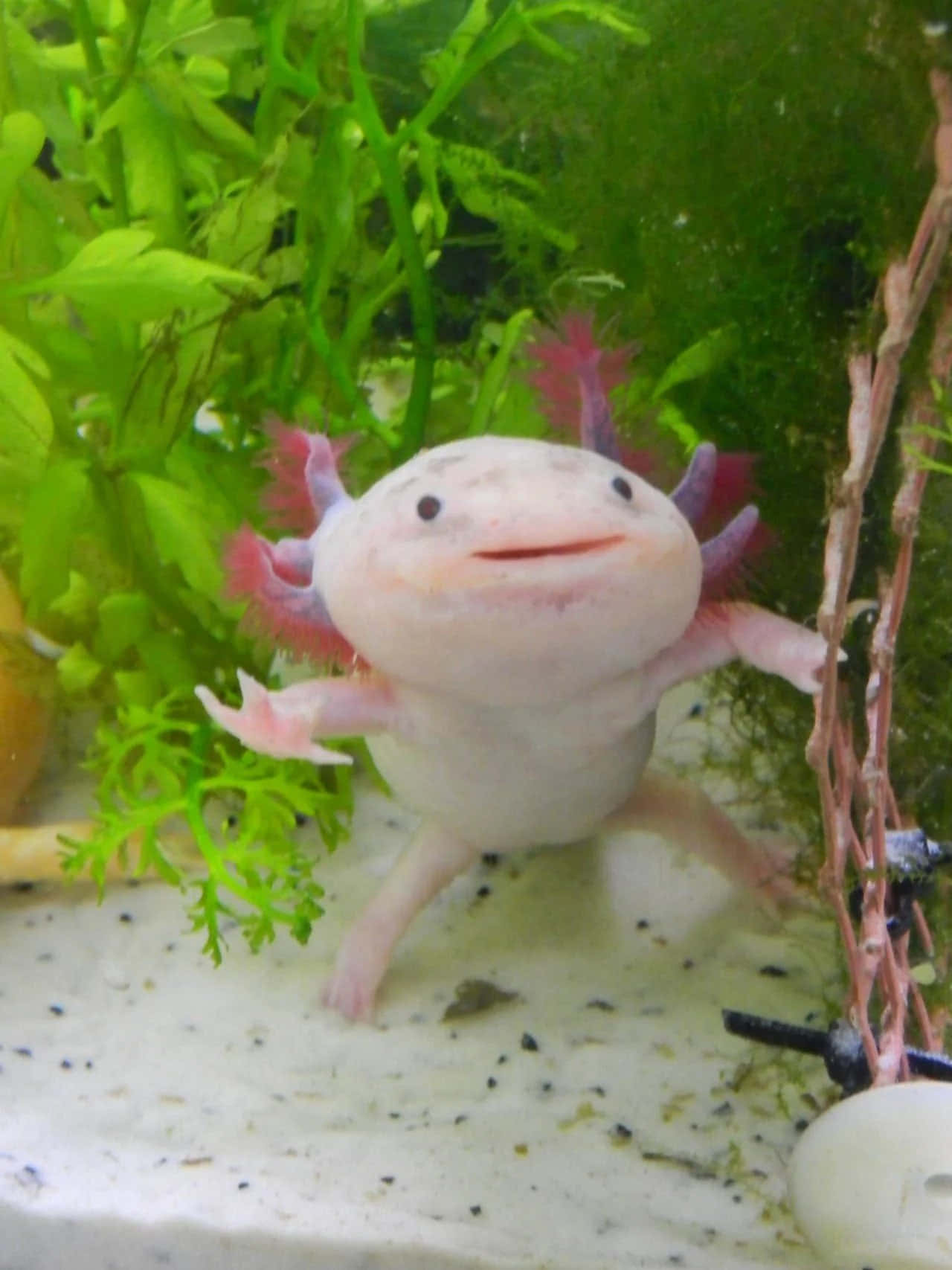 Einmajestätischer Axolotl In Seiner Natürlichen Umgebung
