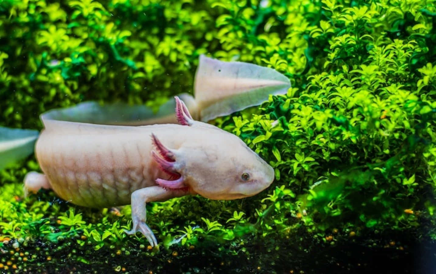 Majestätischesaxolotl-hintergrundbild