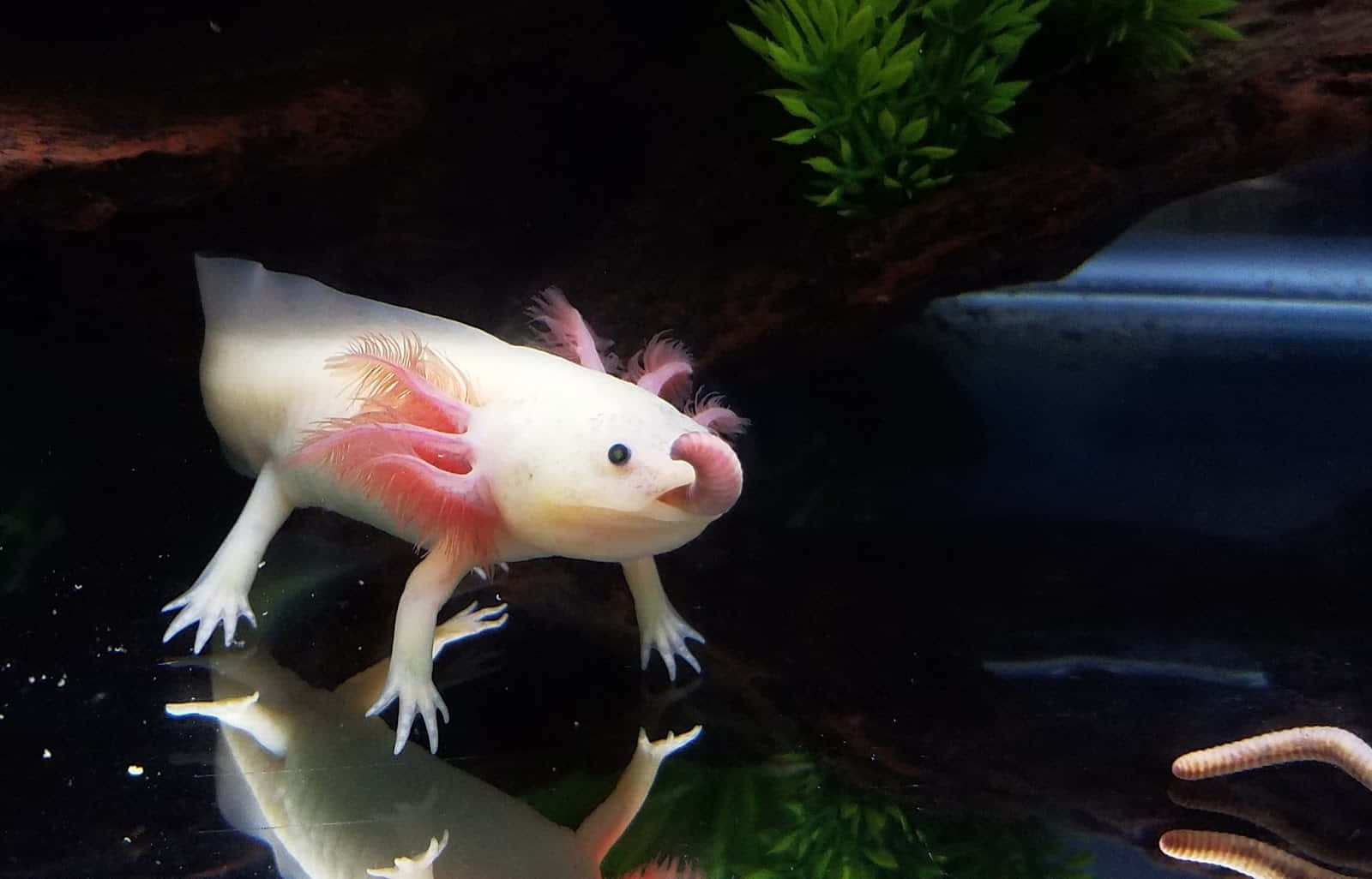 Sagensie Hallo Zu Axolotl - Der Einzigartigen Amphibienart.