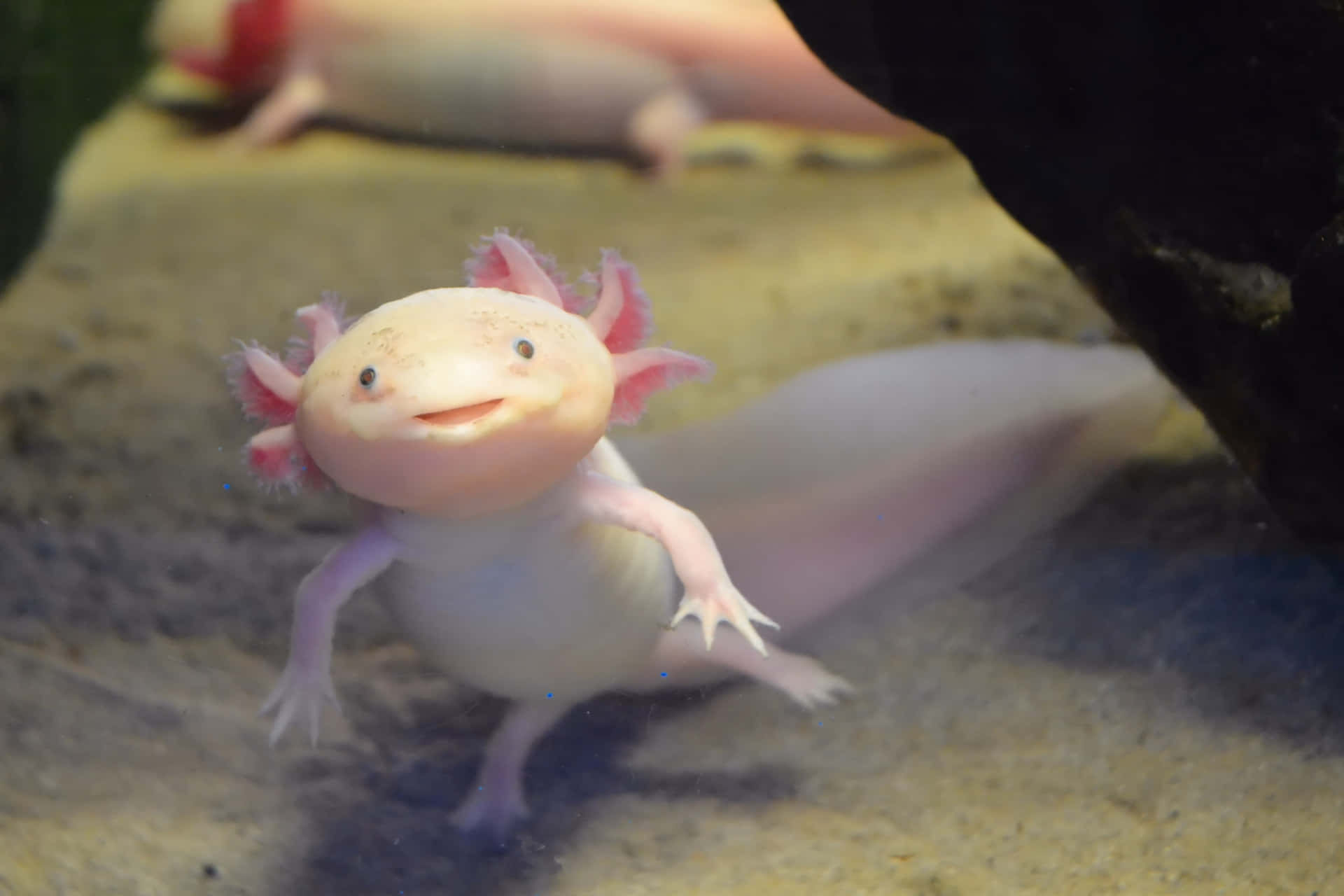 Einseltener, Albino Axolotl, Der In Einem Klaren Tank Schwimmt.