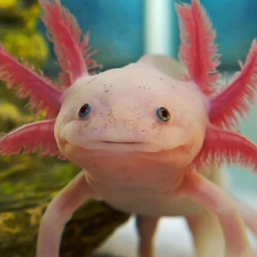 Colorful Axolotl