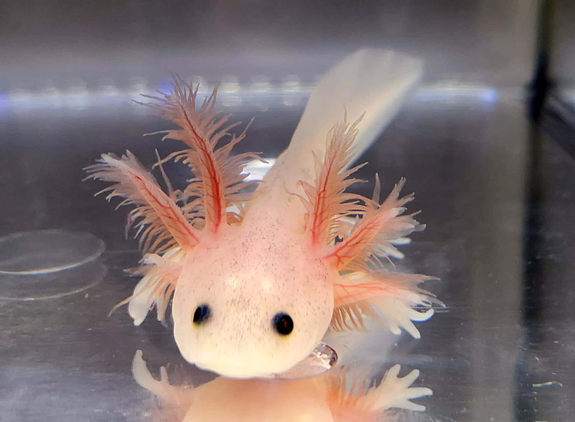 A Small Axolotl With Long Hair And Pink Feathers