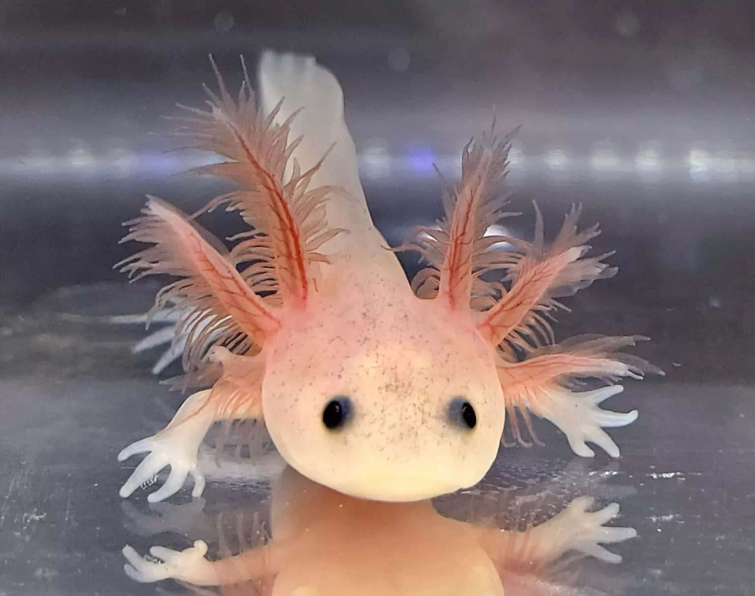 Playful axolotl, ready to explore its new home