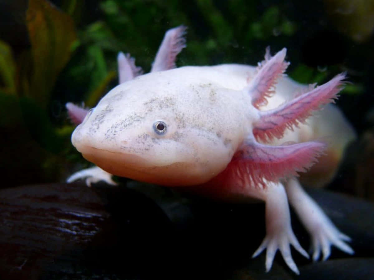 "Look How Cute This Axolotl Is!"