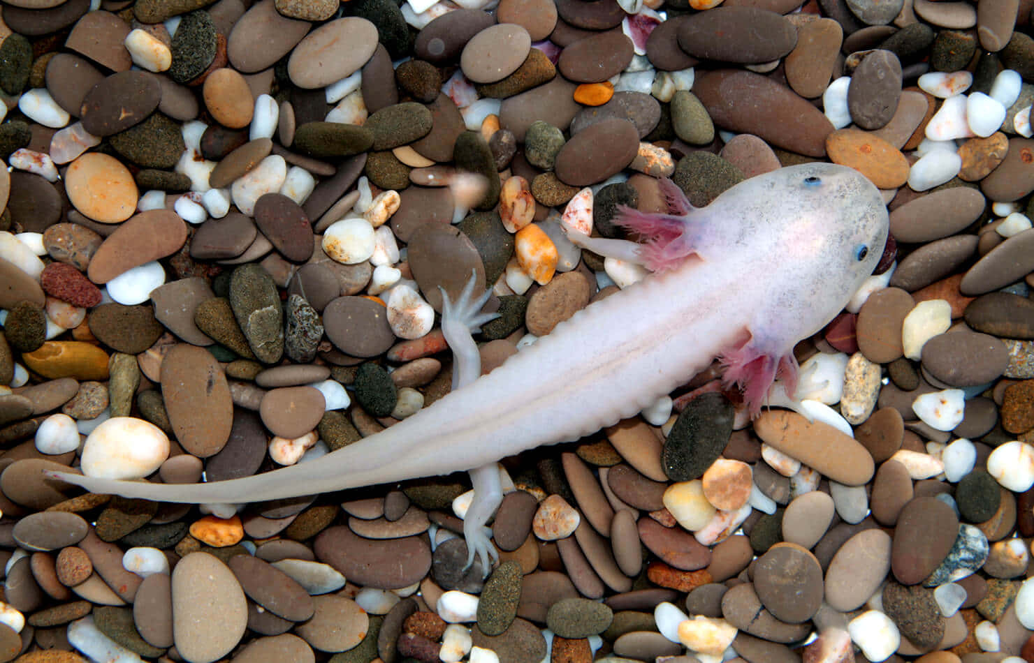 A White Axolotl Laying On A Gravel Bed