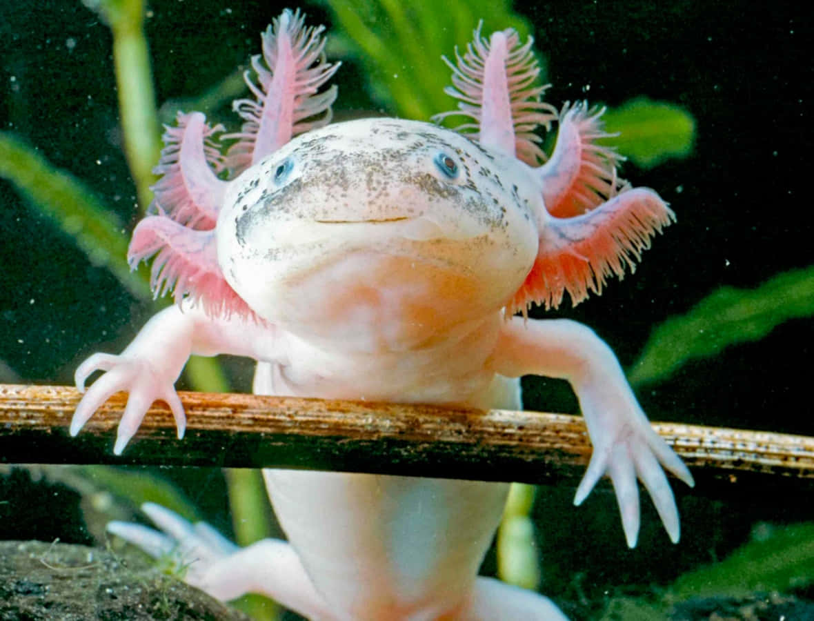 Dieserentzückende Axolotl Möchte Liebe Und Aufmerksamkeit Für Diese Erstaunlichen Kreaturen Verbreiten.