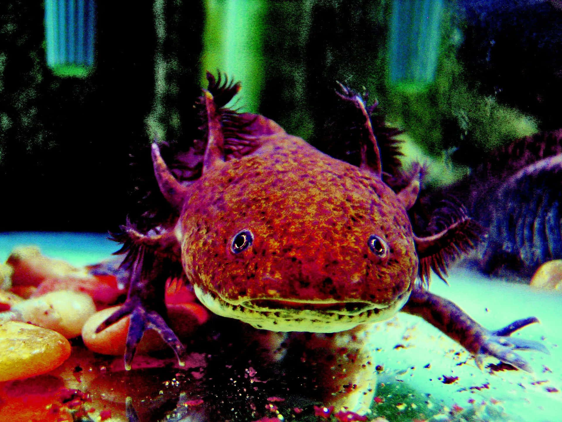 Einentzückender Mexikanischer Axolotl
